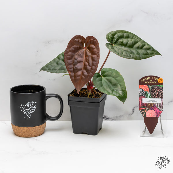 Anthurium 'Luxurians' x ('Zara' x 'Michelle') by DocBlock® (wk47-S)