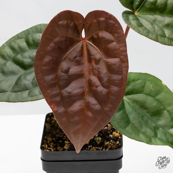 Anthurium 'Luxurians' x ('Zara' x 'Michelle') by DocBlock® (wk47-S)