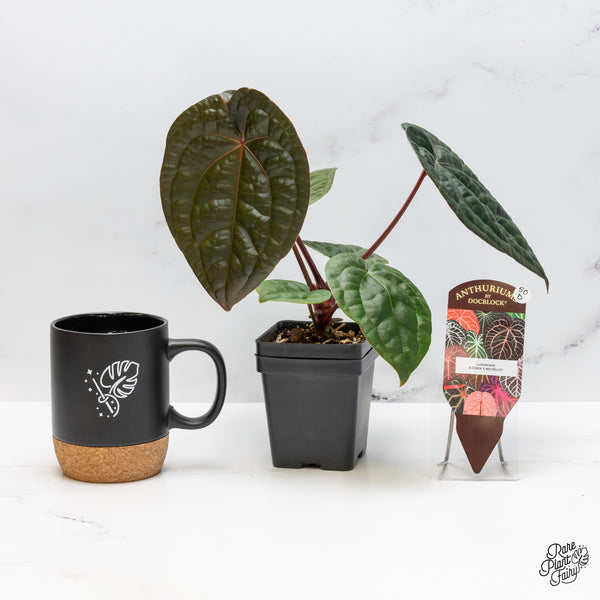 Anthurium 'Luxurians' x ('Zara' x 'Michelle') by DocBlock® (wk50-D)