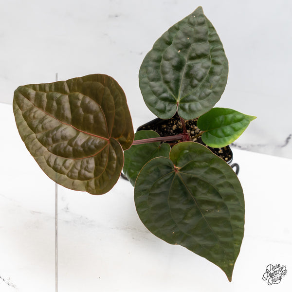 Anthurium 'Luxurians' x ('Zara' x 'Michelle') by DocBlock® (wk51-R)