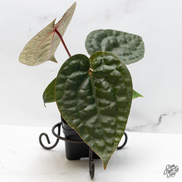 Anthurium 'Luxurians' x ('Zara' x 'Michelle') by DocBlock® (wk51-R)