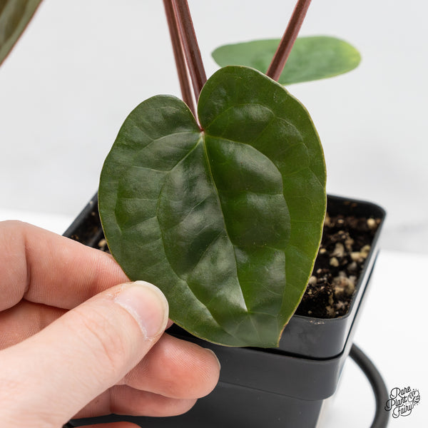 Anthurium 'Luxurians' x ('Zara' x 'Michelle') by DocBlock® (wk51-R)