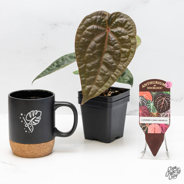 Anthurium 'Luxurians' x ('Zara' x 'Michelle') by DocBlock® (wk51-R)