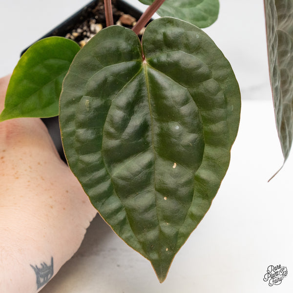 Anthurium 'Luxurians' x ('Zara' x 'Michelle') by DocBlock® (wk51-R)