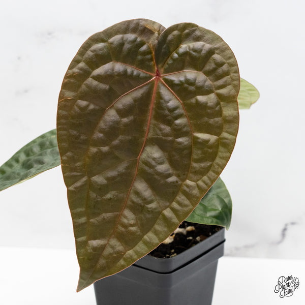 Anthurium 'Luxurians' x ('Zara' x 'Michelle') by DocBlock® (wk51-R)