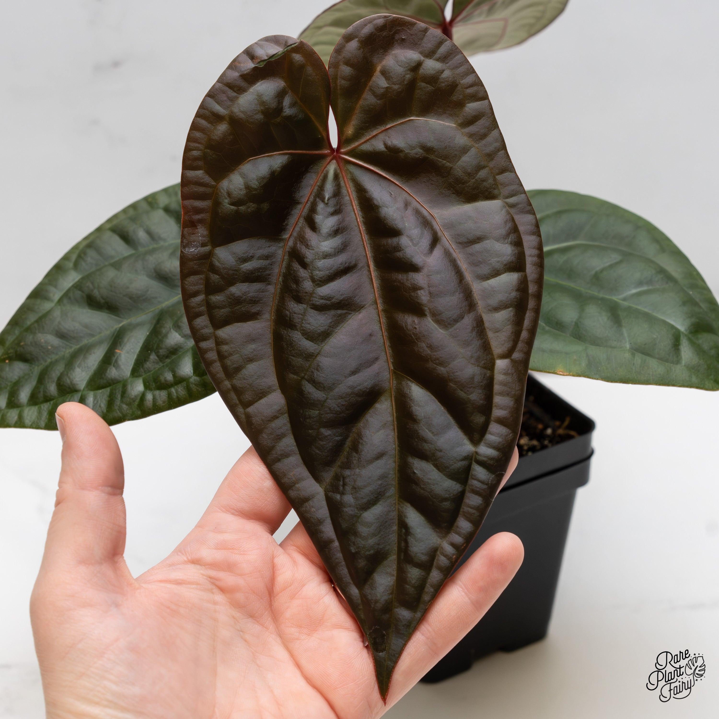 アンスリウム　Zara x Michelle by docblock Anthurium 'Luxurians' x ('Zara' x 'Michelle') by DocBlock® (wk52-K