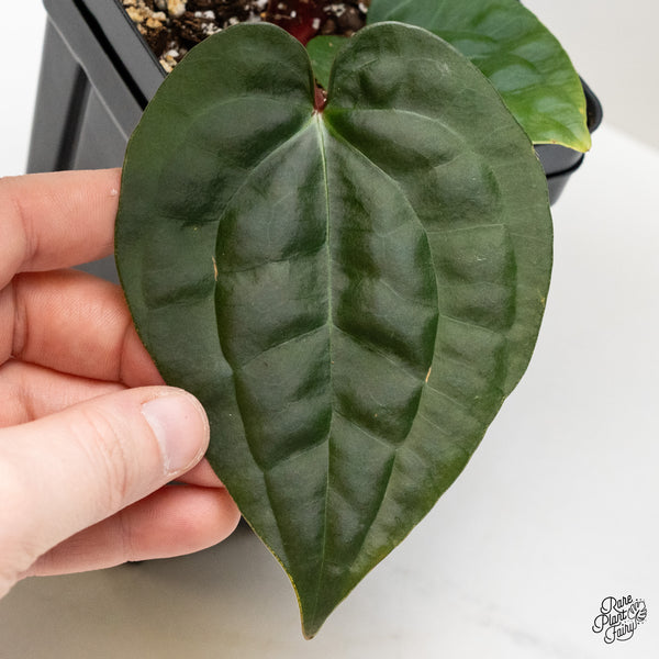 Anthurium 'Luxurians' x ('Zara' x 'Michelle') by DocBlock® (wk1-G)