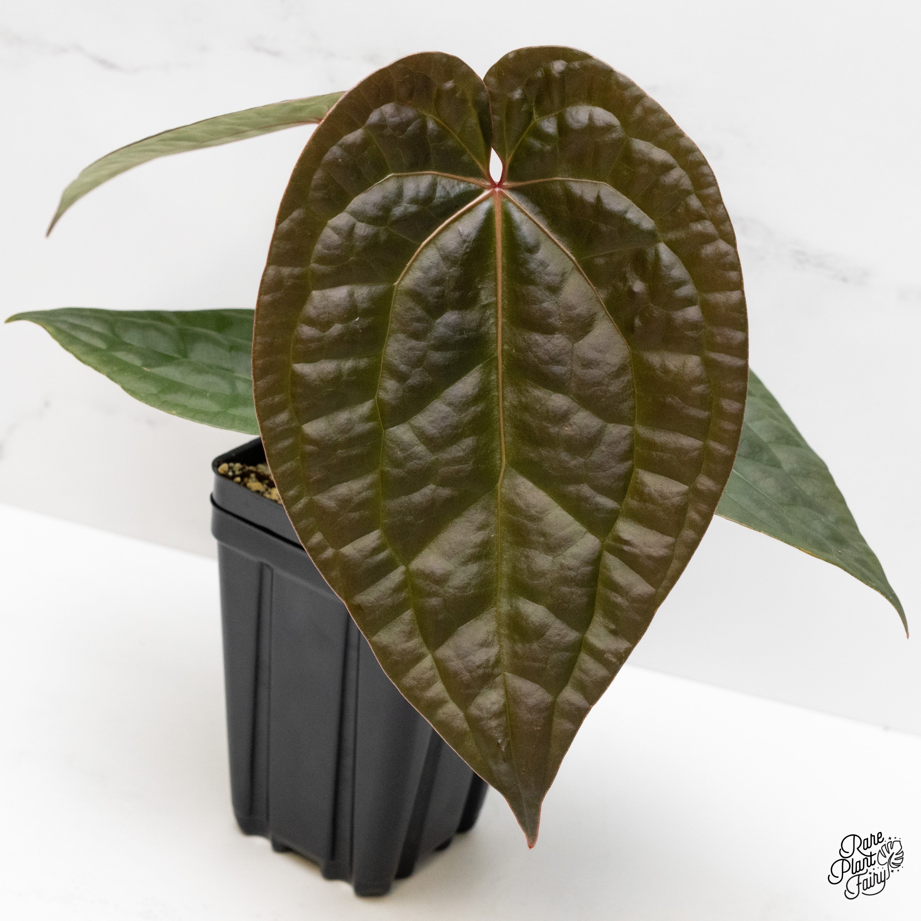 アンスリウム　Zara x Michelle by docblock Anthurium 'Luxurians' x ('Zara' x 'Michelle') by DocBlock® (wk1-G