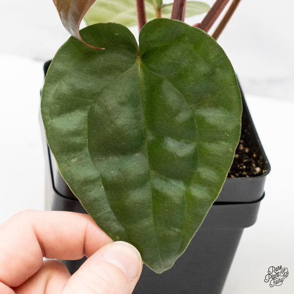 Anthurium 'Luxurians' x ('Zara' x 'Michelle') by DocBlock® (wk48-L)