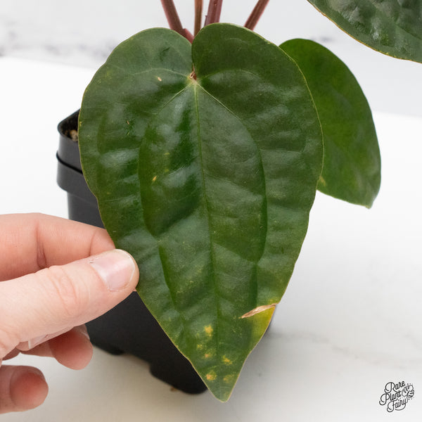 Anthurium 'Luxurians' x ('Zara' x 'Michelle') by DocBlock® (wk48-L)