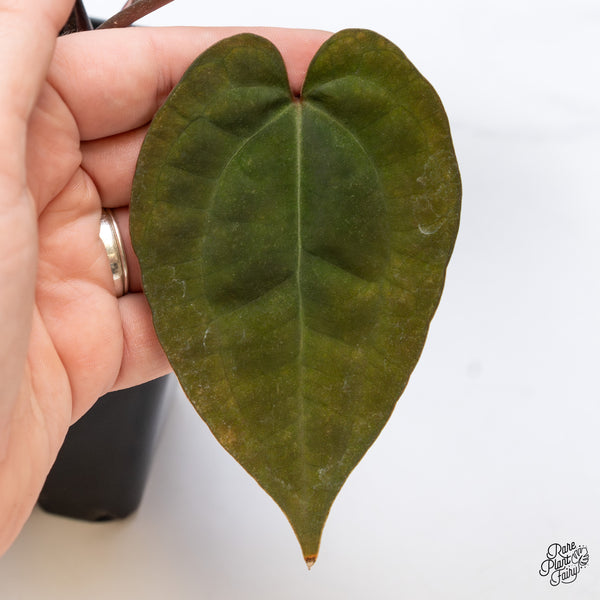 Anthurium Lynette '18' x Dark & Handsome '9' by DocBlock® (wk43-Y) *Very Dark*