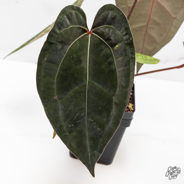 Anthurium Lynette '18' x Dark & Handsome '9' by DocBlock® (wk43-Y) *Very Dark*