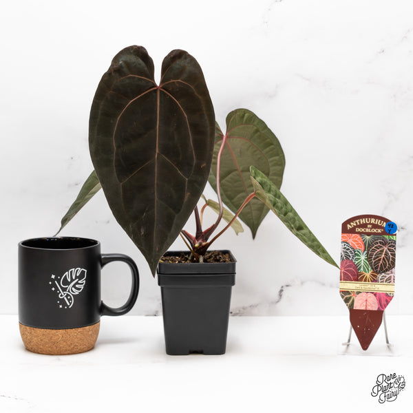 Anthurium Lynette '18' x Dark & Handsome '9' by DocBlock® (wk43-Y) *Very Dark*