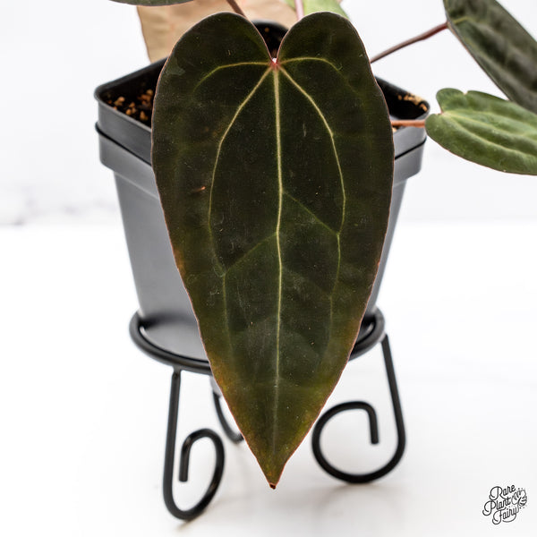 Anthurium Lynette '18' x Dark & Handsome '9' by DocBlock® (wk43-G)