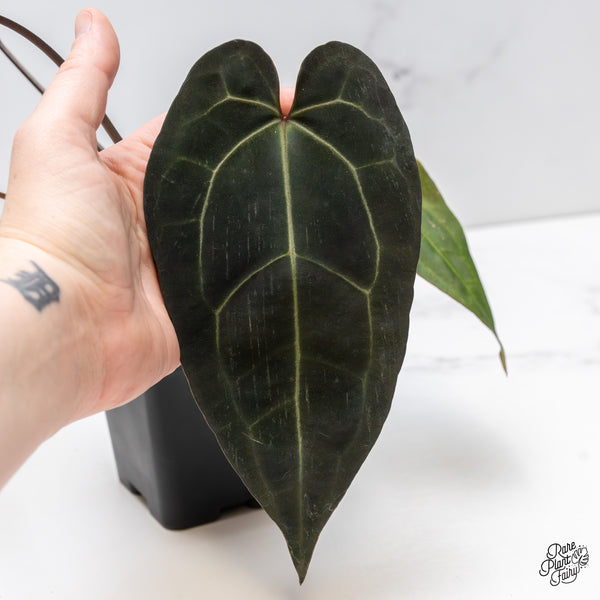 Anthurium Lynette '18' x Dark & Handsome '9' by DocBlock® (wk45-J) *Dark Emergent*