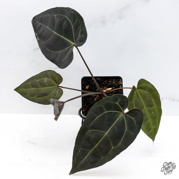 Anthurium Lynette '18' x Dark & Handsome '9' by DocBlock® (wk45-J) *Dark Emergent*