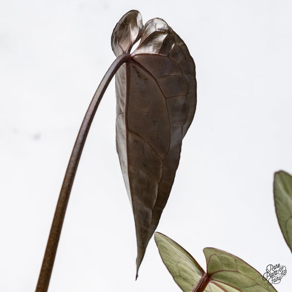 Anthurium Lynette '18' x Dark & Handsome '9' by DocBlock® (wk45-J) *Dark Emergent*