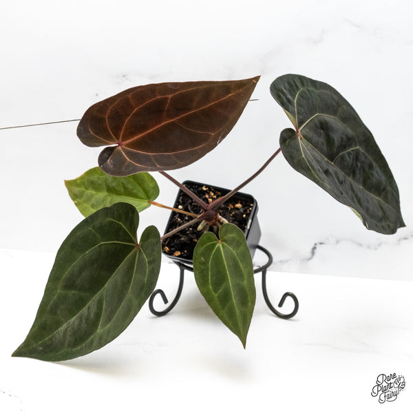 Anthurium Lynette '18' x Dark & Handsome '9' by DocBlock® (wk51-K)