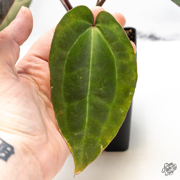 Anthurium Lynette '18' x Dark & Handsome '9' by DocBlock® (wk51-K)