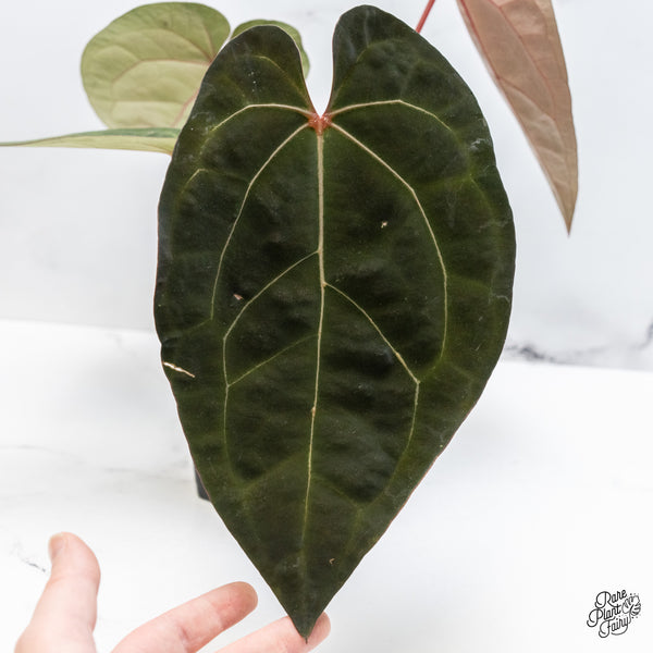 Anthurium Lynette '18' x Dark & Handsome '9' by DocBlock® (wk51-K)