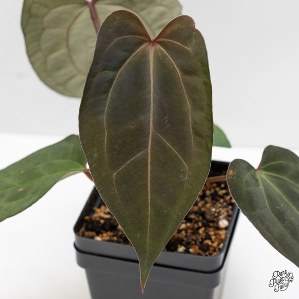 Anthurium Lynette '18' x Dark & Handsome '9' by DocBlock® (wk5-P)