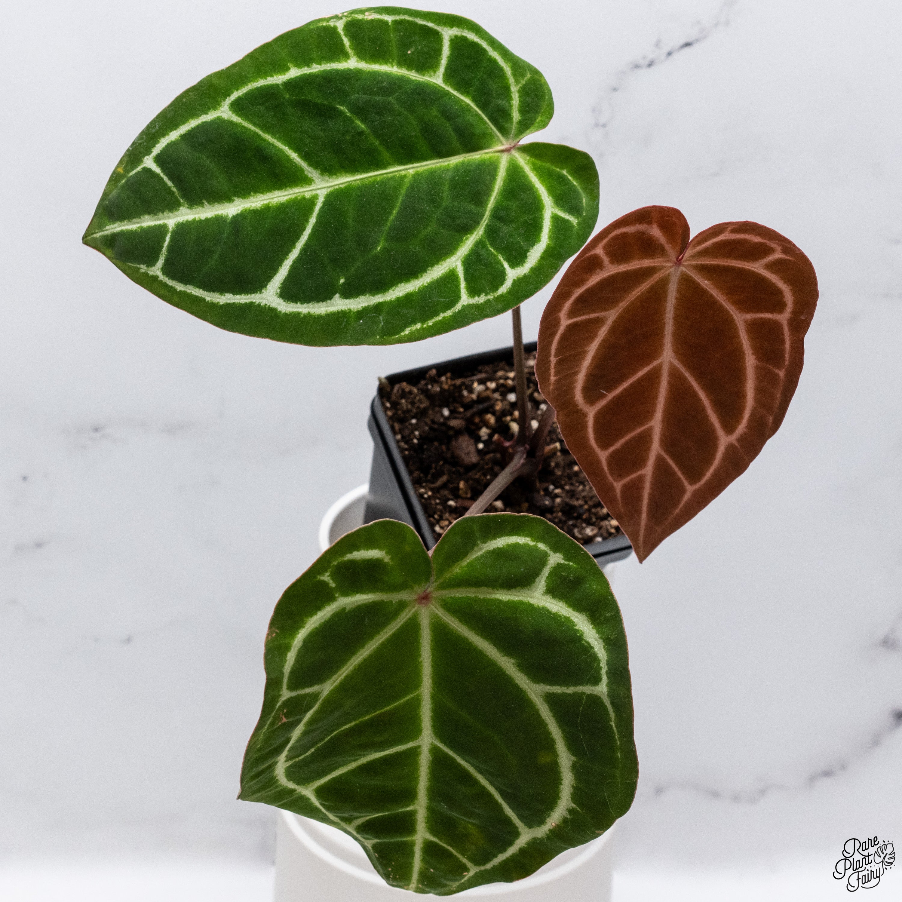 Etrarium 1st Anniversary 記念 BOX【PLANT】 Etrarium 1st Anniversary 記念 BOX【PLANT】 image_aab7e7a1