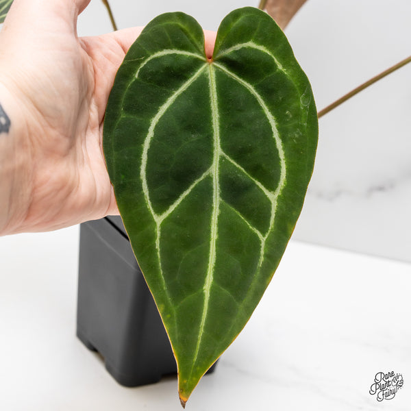 Anthurium Magnificent Dark '49' x Zara '29' by DocBlock® (wk52-Q)