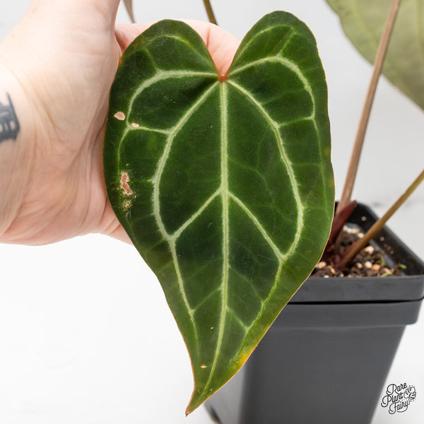 Anthurium Magnificent Dark '49' x Zara '29' by DocBlock® (wk52-Q)