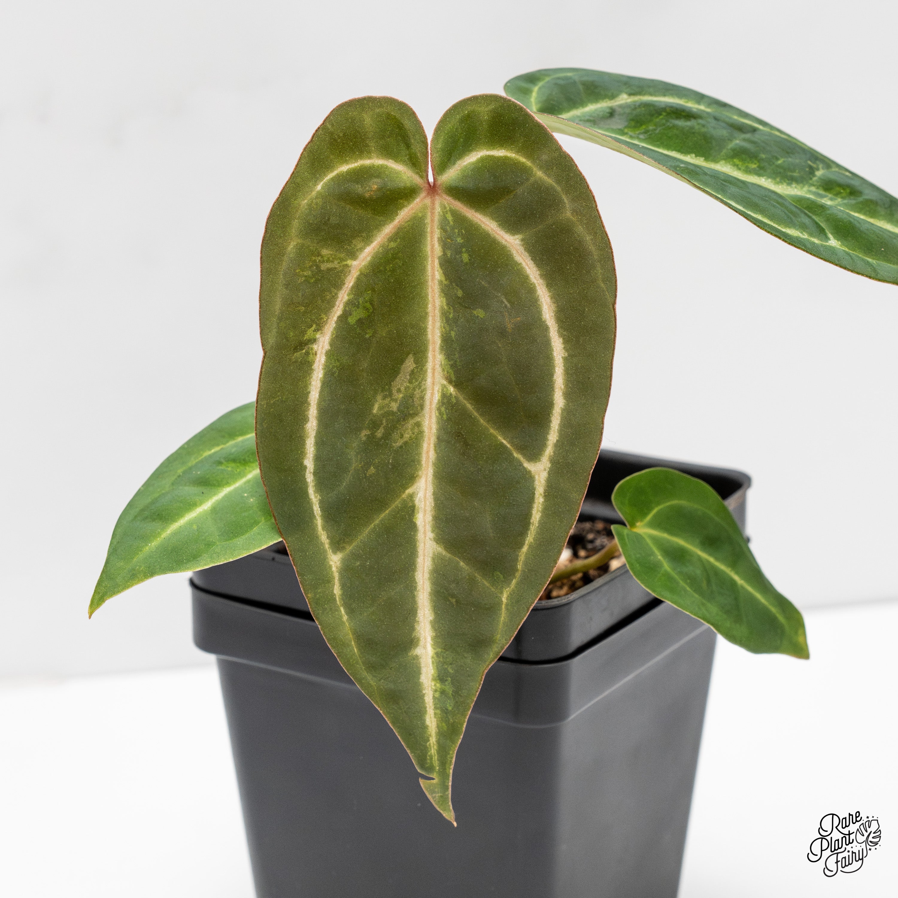 Variegated Anthurium Magnificent Dark '49' x Zara '29' by DocBlock