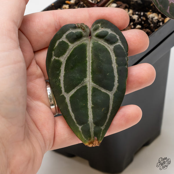 Anthurium Michelle '10' x Minerva '20' by DocBlock® (wk52-Z)