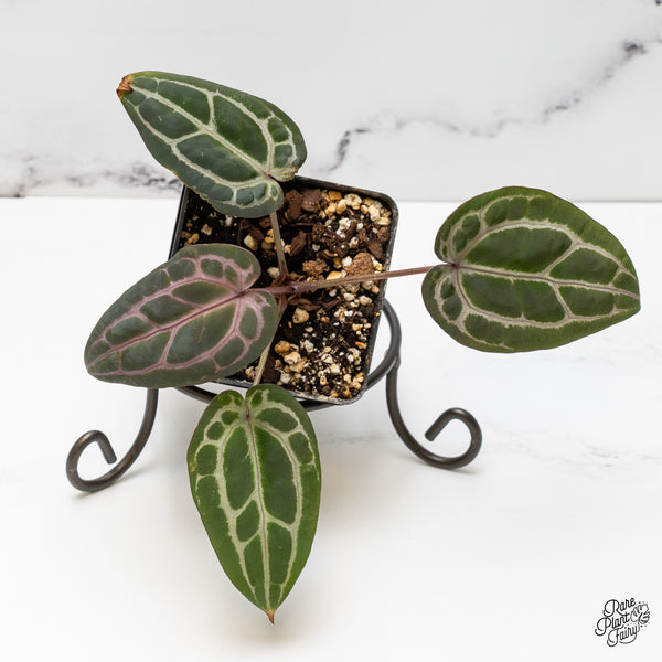 Anthurium Michelle '10' x Minerva '20' by DocBlock® (wk52-Z)