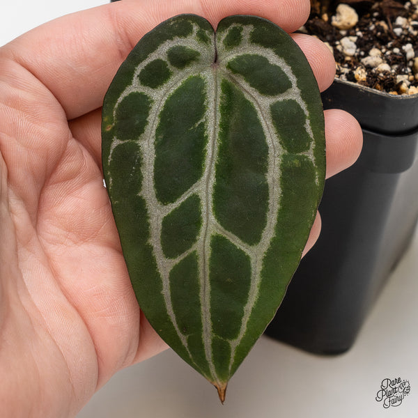 Anthurium Michelle '10' x Minerva '20' by DocBlock® (wk52-Z)