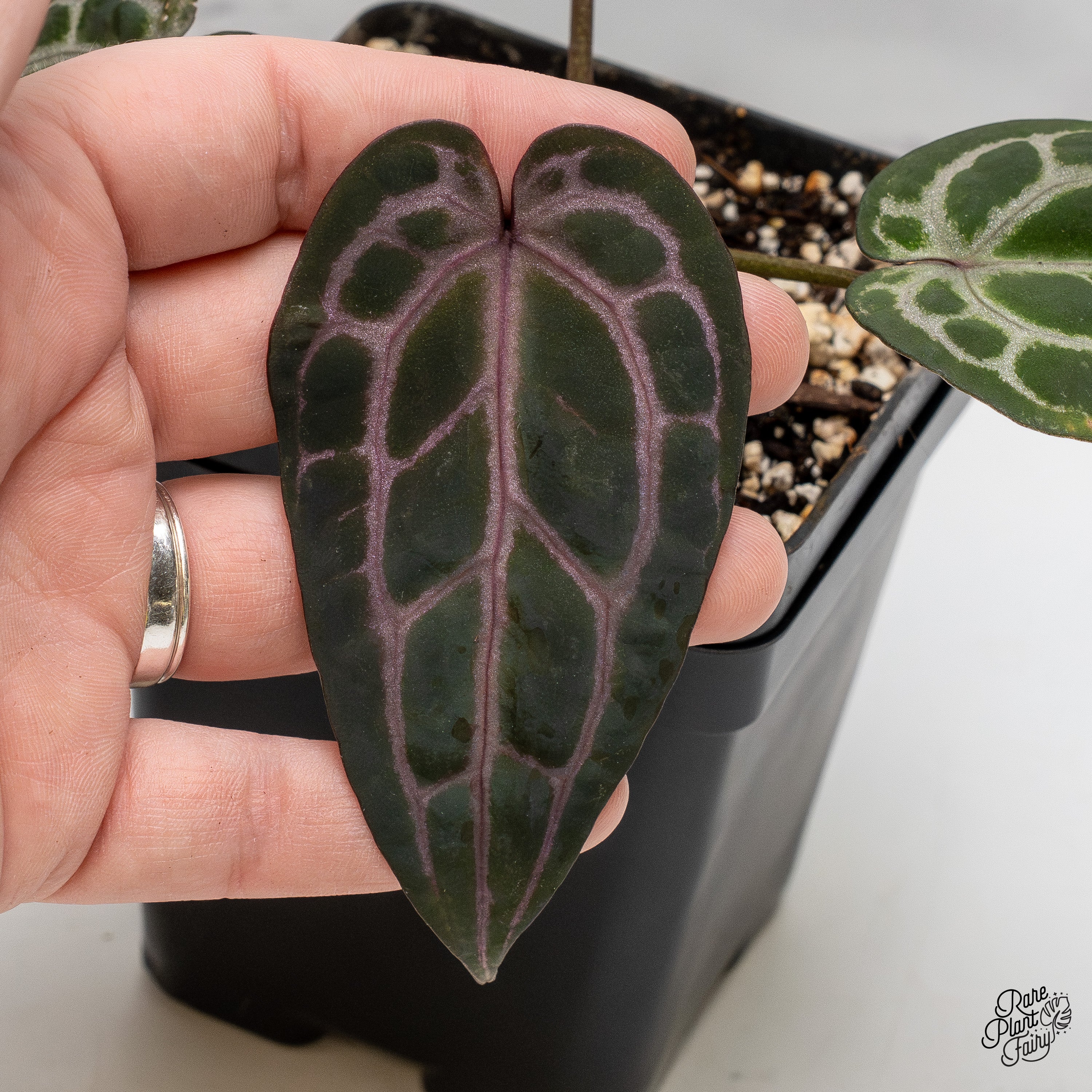 その他観葉植物 Anthurium Michelle 希少】Anthurium 'Michelle' / アンスリウム・ミシェル④ 正規タグ