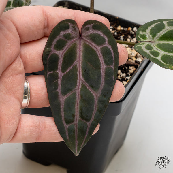 Anthurium Michelle '10' x Minerva '20' by DocBlock® (wk52-Z)