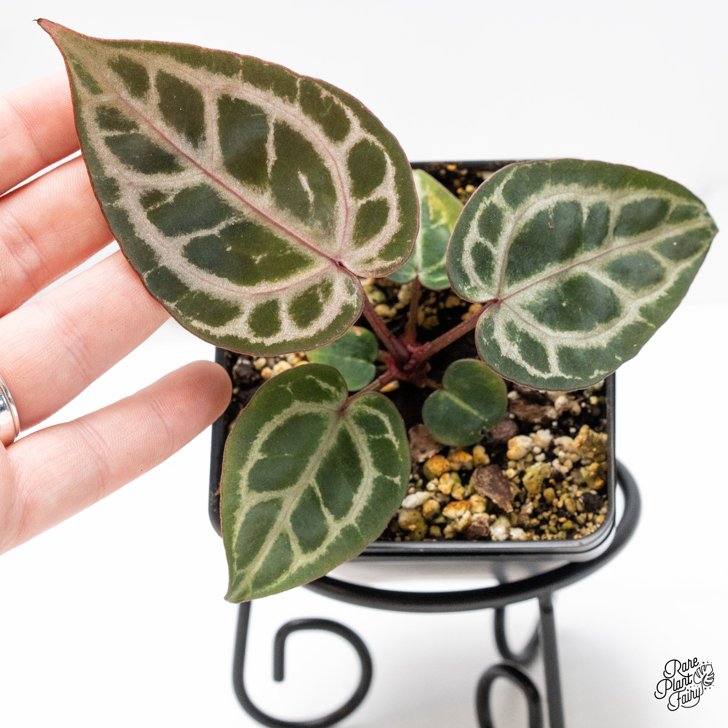 Anthurium Michelle Hot Pink '23' x Zara '14' by DocBlock