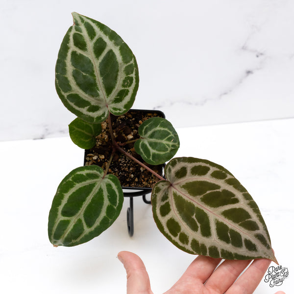 Anthurium Michelle Hot Pink '23' x Zara '14' by DocBlock® (wk43-W)