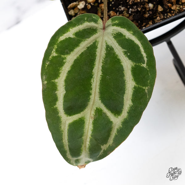 Anthurium Michelle Hot Pink '23' x Zara '14' by DocBlock® (wk43-W)