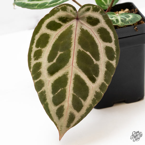 Anthurium Michelle Hot Pink '23' x Zara '14' by DocBlock® (wk43-W)