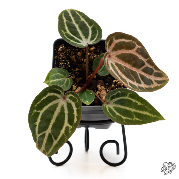 Anthurium Michelle Hot Pink '23' x Zara '14' by DocBlock® (wk43-X)