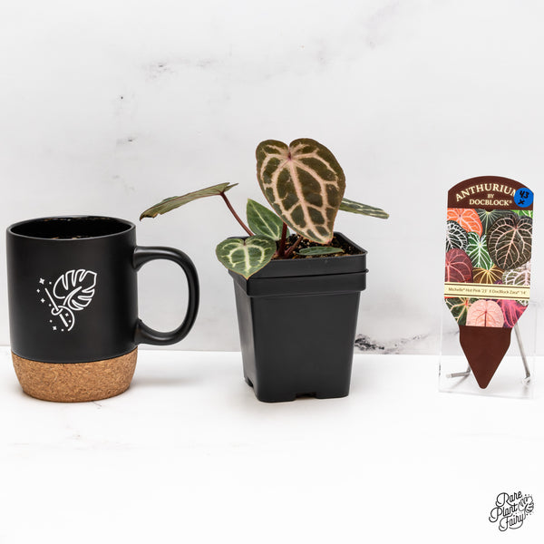 Anthurium Michelle Hot Pink '23' x Zara '14' by DocBlock® (wk43-X)