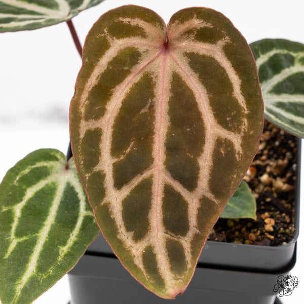 Anthurium Michelle Hot Pink '23' x Zara '14' by DocBlock® (wk43-X)