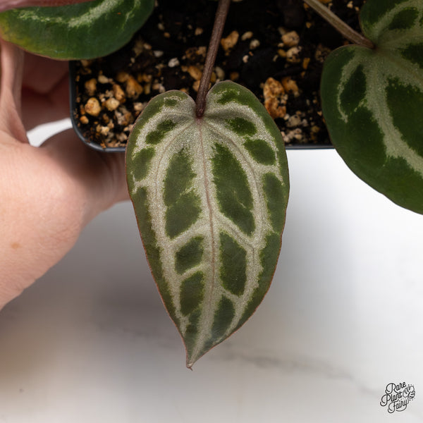 Anthurium Michelle Hot Pink '23' x Zara '14' by DocBlock® (wk45-N)