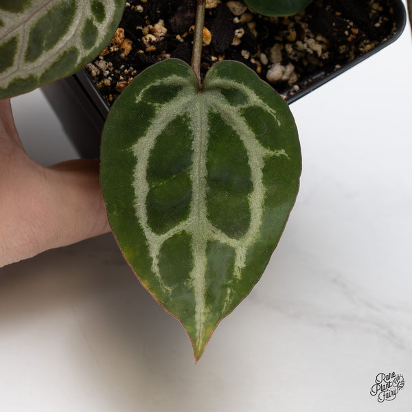 Anthurium Michelle Hot Pink '23' x Zara '14' by DocBlock® (wk45-N)