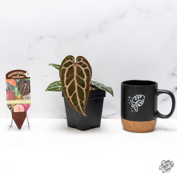 Anthurium Michelle Hot Pink '23' x Zara '14' by DocBlock® (wk45-P)