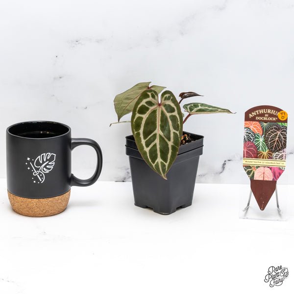 Anthurium Michelle Hot Pink '23' x Zara '14' by DocBlock® (wk47-D)