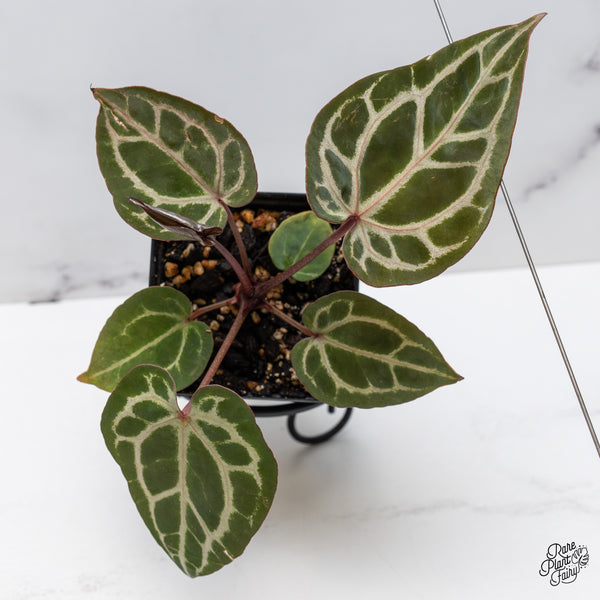 Anthurium Michelle Hot Pink '23' x Zara '14' by DocBlock® (wk47-D)