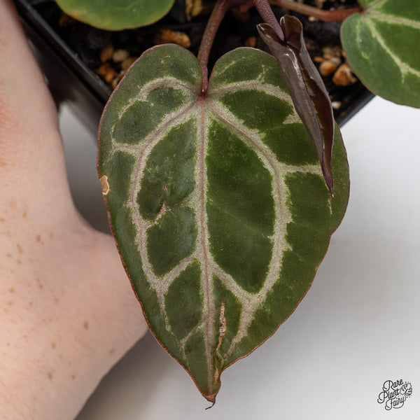 Anthurium Michelle Hot Pink '23' x Zara '14' by DocBlock® (wk47-D)