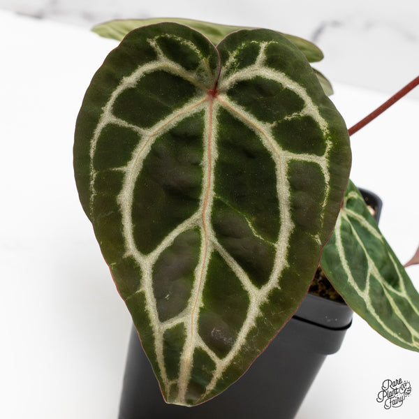 Anthurium Michelle Hot Pink '23' x Zara '14' by DocBlock® (wk49-U)