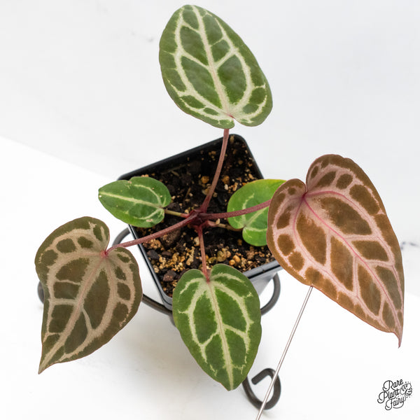 Anthurium Michelle Hot Pink '23' x Zara '14' by DocBlock® (wk51-T)