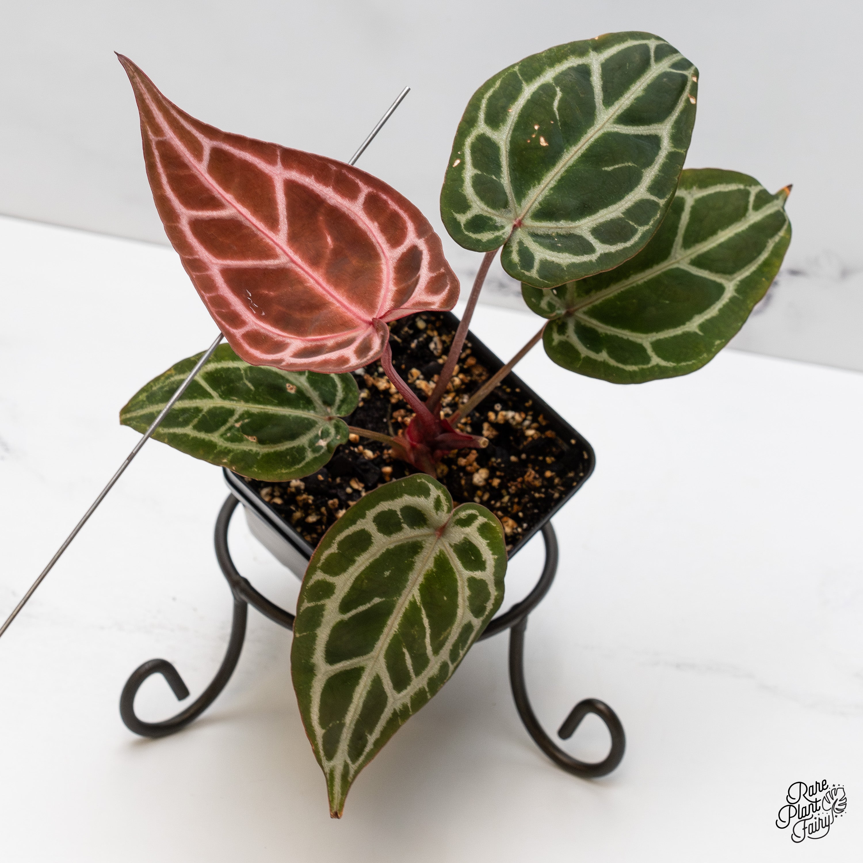 botanicalさま Anthurium Michelle Hot Pink '23' x Zara '14' by DocBlock® (wk52-I